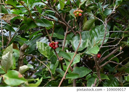 日本代表早苗葛果、萬葉樹、藤本植物 109009017