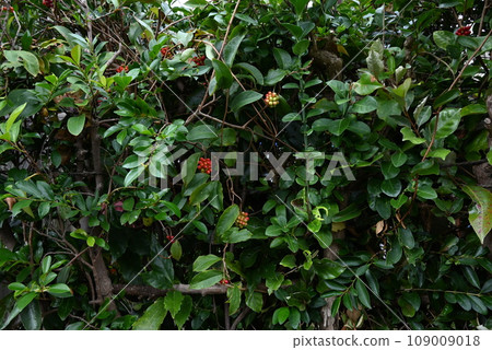 日本代表早苗葛果、萬葉樹、藤本植物 109009018