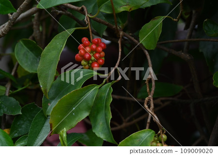 Japan's representatives of Sanae Kazura fruit, Manyoshu, and vine plants Japan's representatives of Sanae Kazura fruit, Manyoshu, and vine plants 109009020