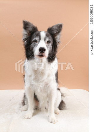 邊境柯利坐下 邊境柯利坐下 109009021