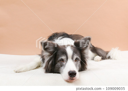 邊境牧羊犬放鬆和睡覺 109009035