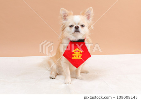 穿著紅色圍兜的奶油色吉娃娃 109009143