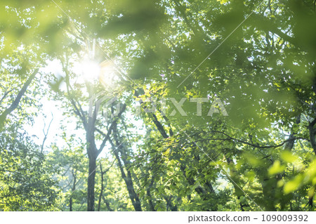 陽光照耀著山毛櫸林(小山) 陽光照耀著山毛櫸林(小山) 109009392