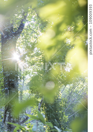 陽光照耀著山毛櫸林(小山) 陽光照耀著山毛櫸林(小山) 109009393