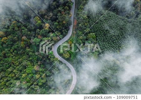 Forest road and morning fog, high angle Forest road and morning fog, high angle 109009751
