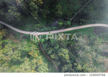 Forest road and morning fog, high angle Forest road and morning fog, high angle 109009766