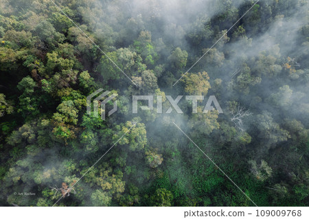 Forest road and morning fog, high angle 109009768