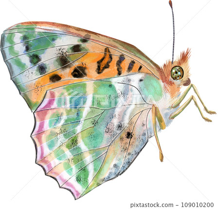 The Pearl Bordered Fritillary. Butterfly watercolor illustration 109010200