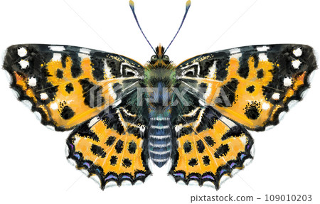 Map butterfly. Watercolor illustration, brown color. Map butterfly. Watercolor illustration, brown color. 109010203