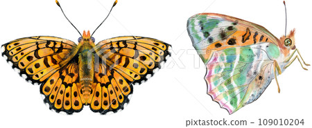 The Pearl Bordered Fritillary. Butterfly watercolor illustration 109010204