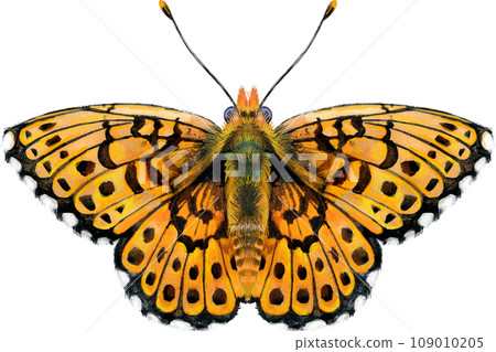 The Pearl Bordered Fritillary. Butterfly watercolor illustration 109010205
