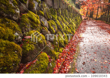 231107 日枝神社 s076 231107 日枝神社 s076 109010343
