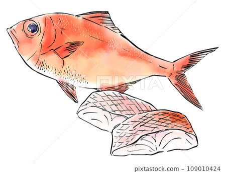 Simple hand-drawn illustration of golden sea bream Simple hand-drawn illustration of golden sea bream 109010424
