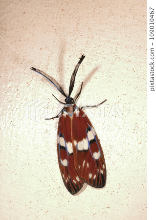 Creatures Insects Okinawarurichira, Okinawa main island subspecies. The beautiful moth is divided into seven subspecies depending on the islands and regions in Ryukyu. Creatures Insects Okinawarurichira, Okinawa main island subspecies. The beautiful moth is divided into seven subspecies depending on the islands and regions in Ryukyu. 109010467