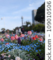 blue flowers and tulips 109010506