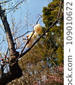 Buds of plum blossoms 109010672