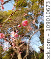 Plum blossoms telling the arrival of spring 109010673