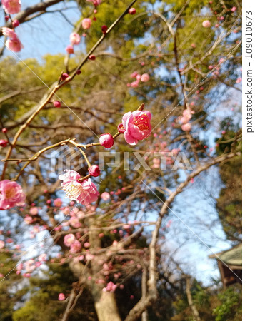梅花告訴春天的到來 梅花告訴春天的到來 109010673