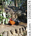 colorful chicken 109010674