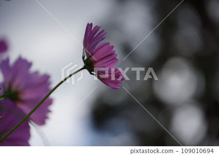 一朵令人印象深刻的粉紅色波斯菊，花瓣深聚，刻痕深，在樹蔭下靜靜綻放。 109010694