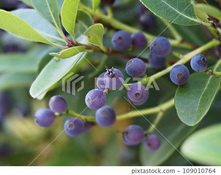 Sharinbai in the park with fruit 109010764
