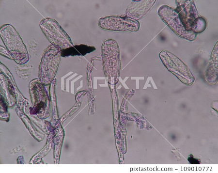 Mold spores with conidia on their heads 109010772