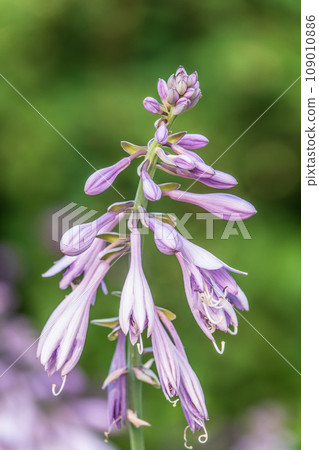 Blooming purple garden bluebell flower. Blue hosta flower Blooming purple garden bluebell flower. Blue hosta flower 109010886