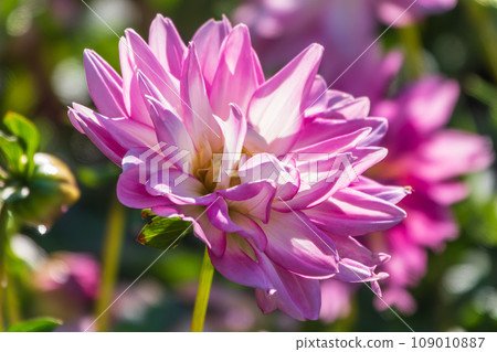 Pink flowers dahlia pinnata collar mignon blooming in the garden. 109010887