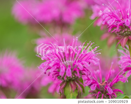 Brilliant pink bee balm plant, monarda didyma, highlighted by the morning sun. 109010929
