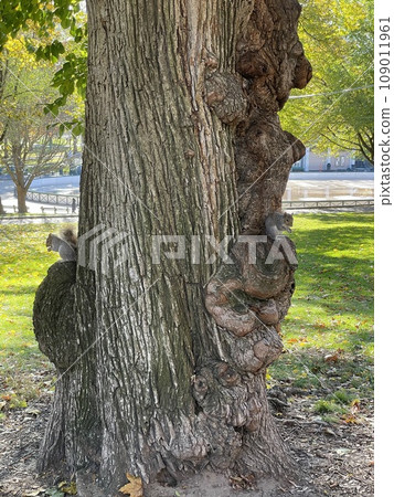 Squirrel in the park Squirrel in the park 109011961