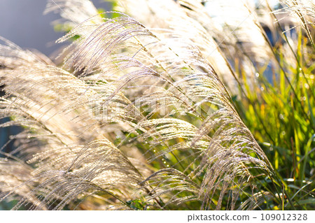 Autumn image: pampas grass swaying in the wind Autumn image: pampas grass swaying in the wind 109012328