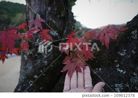 楓葉離開了紅葉 109012378