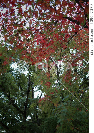 楓葉漸漸變紅 109012379