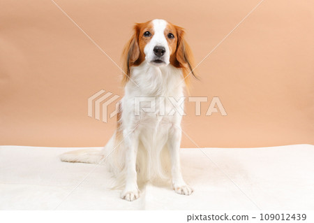 Koikerhondier 坐在前面 109012439