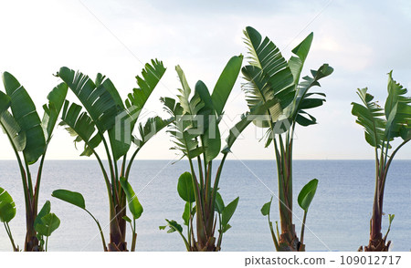 Sea. Beach. Banana palms. The picture symbolizes relaxation by the sea, tropical climate, exotic plants 109012717