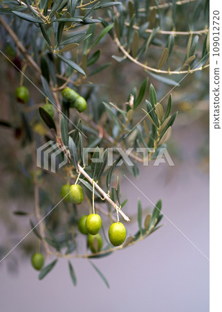 Olive trees in sunny evening. Olive trees garden. Mediterranean olive field ready for harvest. Italian olive's grove with ripe fresh olives. Fresh olives. Olive farm. Olive trees in sunny evening. Olive trees garden. Mediterranean olive field ready for harvest. Italian olive's grove with ripe fresh olives. Fresh olives. Olive farm. 109012720