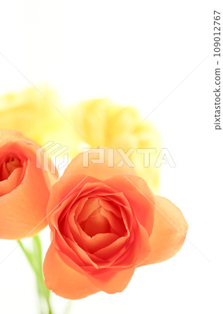 bright orange and yellow roses 109012767