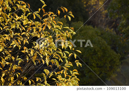 Autumn park landscape, autumn leaves background 109013100