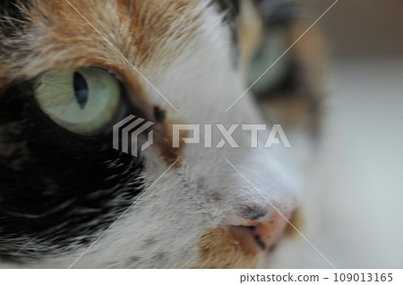 Calico cat at home looking sharply Calico cat at home looking sharply 109013165