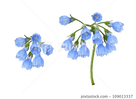 Set of blue symphytum flowers and buds isolated on white 109013337