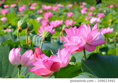 埼玉縣行田市小張古蓮花村古蓮池內盛開的行田蓮花特寫 109013491