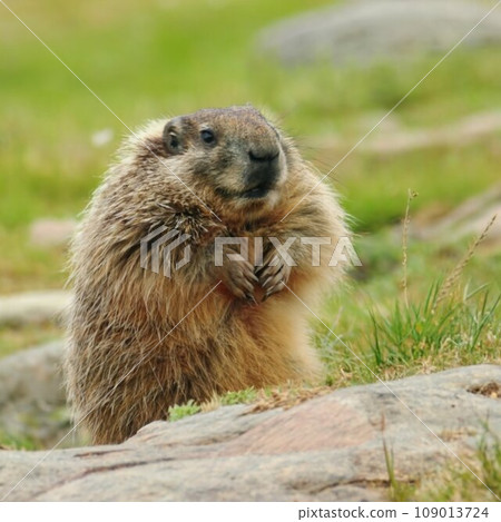 Funny Groundhog With Fluffy Fur 109013724