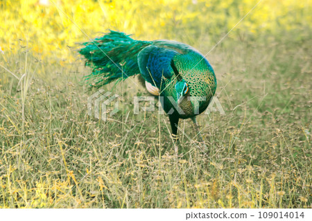 Peacock walking in the grass, Peacock is the largest pheasant bird, males have long, colorful tail feathers. 109014014