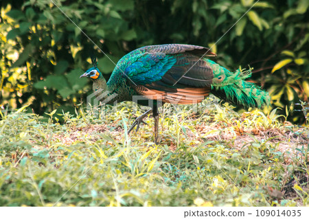 Peacock walking in the grass, Peacock is the largest pheasant bird, males have long, colorful tail feathers. Peacock walking in the grass, Peacock is the largest pheasant bird, males have long, colorful tail feathers. 109014035