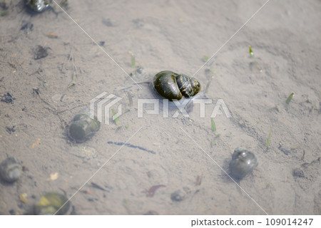 Snail (Tanishi) Snail (Tanishi) 109014247