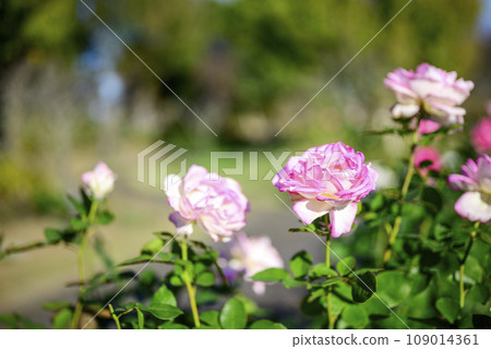 Autumn rose pink [Kanagawa Prefecture] 109014361