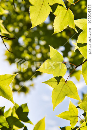 Comprehensive green center for autumn attire 109014363