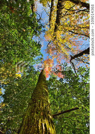 Comprehensive green center for autumn attire 109014368