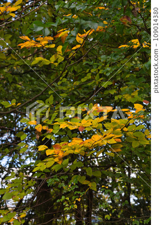 Comprehensive green center for autumn attire 109014380
