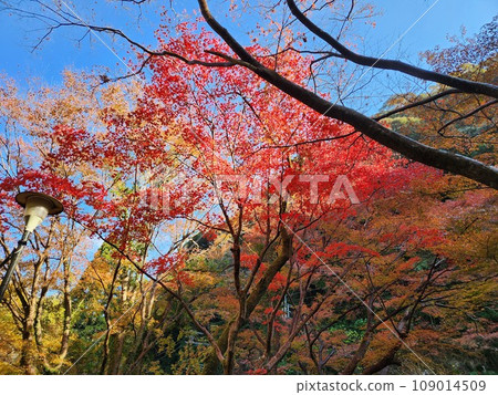 Autumn leaves Autumn leaves 109014509